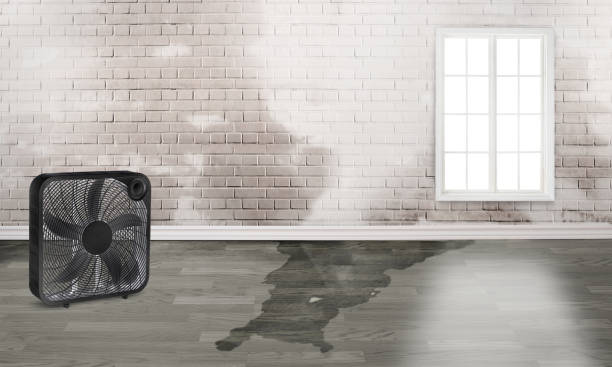 Best Ceiling water damage repair  in West Plains, MO